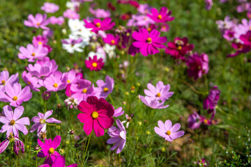 Obraz premium Beautiful of pink cosmos flower field landscape in spring time nature wallpaper background.