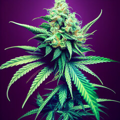 3D illustration. Green cannabis flower.