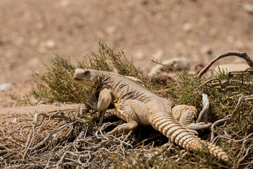 The Larger Tortoiseshell