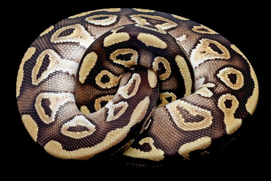Baby Ball Python Snake Image & Photo (Free Trial)