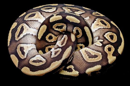 Nuclear Spinner Ball Python