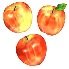 リンゴの水彩風イラスト