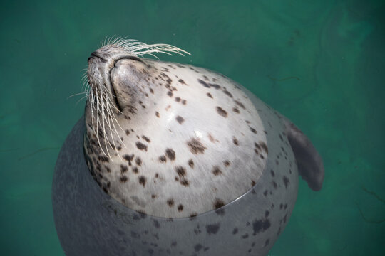 Close-up of a spotted seal sticking its head out of the sea, Spain