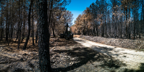 Burnt pine tree forest and machinery waiting