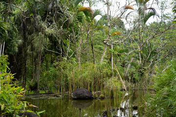 heron in the pond