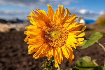 Fototapeta premium A beautiful sunflower with long yellow petals in the field. Calm tranquil moment in countryside. Sunflower growing in evening field. Atmospheric summer wallpaper, space for text