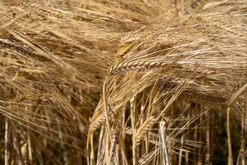 Wandaufkleber Graanveld - Grain field © Holland-PhotostockNL