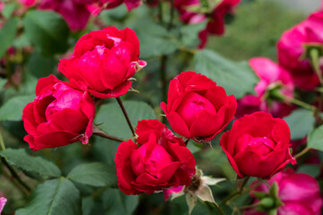 Blossoming red roses in summer garden, natural light.