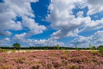 Tongerense heide