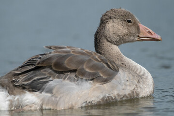 Young goose - Jonge gans | Marker Wadden