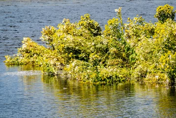 Fototapete swamp endive - Moerasandijvie   Marker Wadden © Holland-PhotostockNL