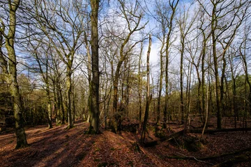 Fototapete Leuvenumse bossen, Hulshortserzand © Holland-PhotostockNL