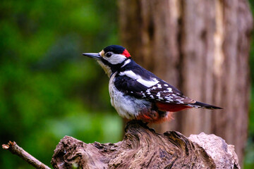 Grote bonte specht - Great spotted woodpecker