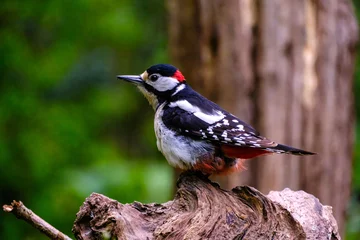 Foto op Canvas Grote bonte specht - Great spotted woodpecker © Holland-PhotostockNL