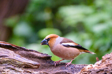 Appelvink - Hawfinch