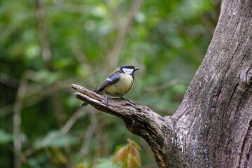 Koolmees - Great tit