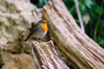 Fototapeta premium Roodborst - Robin