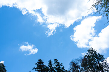 Obraz premium 雲のある青空の下の植物