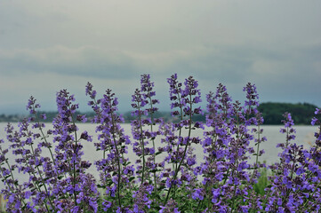 Close u photo of lavender field at Oishi Park, Kawaguchiko Lake, Japan.