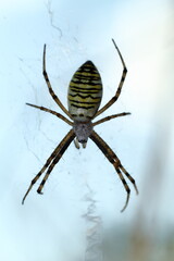 Argiope bruennichi web spider