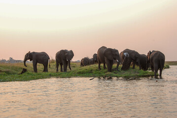 Fototapeta premium Herd of elephants just crossed Chobe river