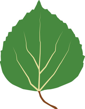 aspen leaf icon on white background. green leaf of Aspen. flat style. 