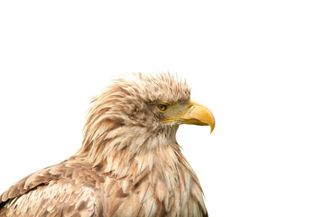 eagle portrait transparent
