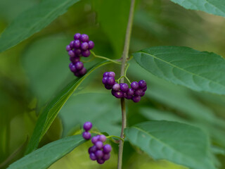 コムラサキの実