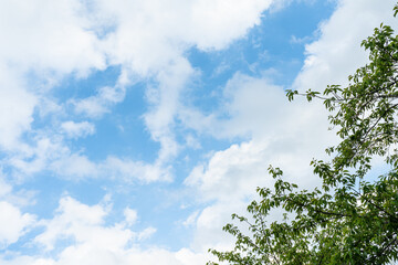 緑の葉っぱと青空
