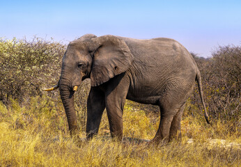 Fototapeta na wymiar Lateral view of Elephant in Makgadikgadi Pan National Park, Botswana