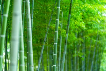 Rolgordijnen 竹林 © naka