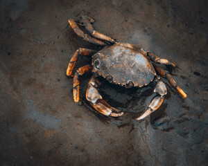 Wunderschöner Krebs im Watt