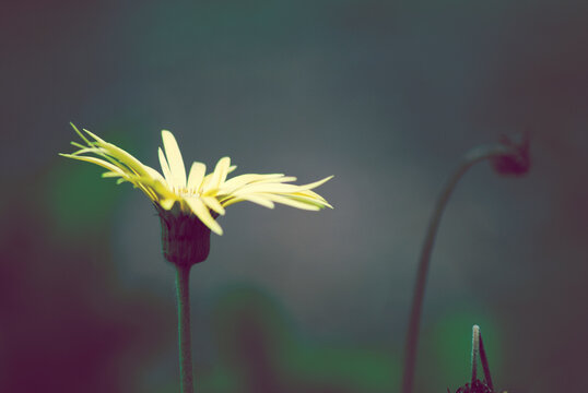 Blooming in the dark