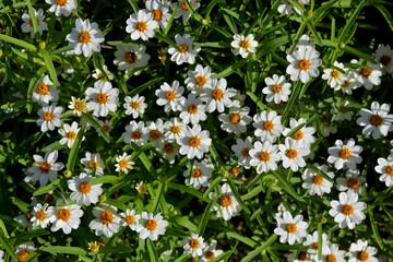 地面を覆うように花を咲かせた白いジニア・リネアリス