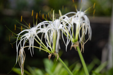 unusual white flowers