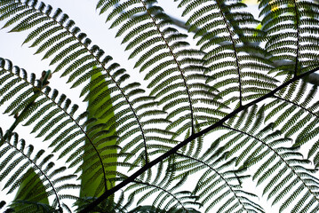 fern leaves background