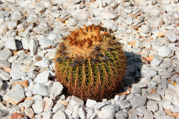 Golden barrel cactus, or Echinocactus grusonii on white gravel