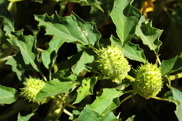Thorn apple, jimsonweed or Datura stramonium seed capsules