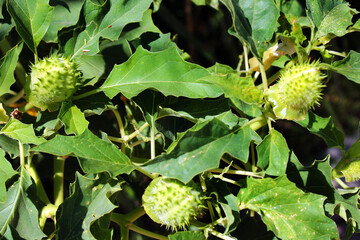 Thorn apple, jimsonweed or Datura stramonium seed capsules