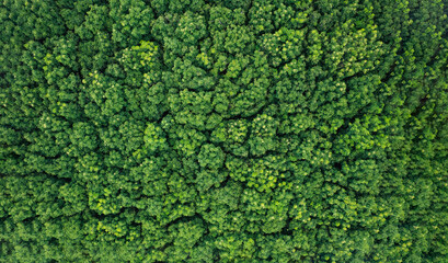 Autumn Tones of Aerial top view forest tree, Rainforest ecosystem and healthy environment concept and background, Texture of green tree forest view from above.	