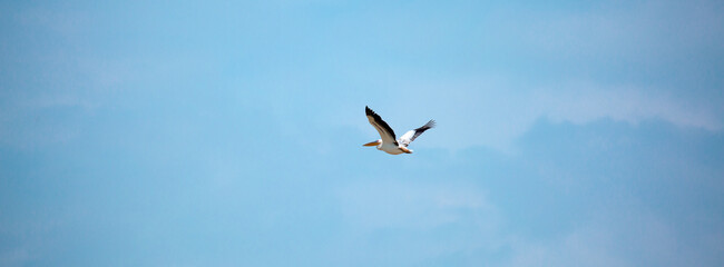 Obraz premium A flock of pelican birds walks along the blue lake of Cyprus. Flying pelicans in the blue sky. Waterfowl at the nesting site.