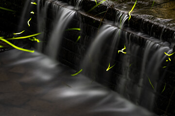 京都-【蛍の光跡】