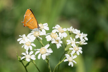 Zipfelfalter auf weißen Blüten