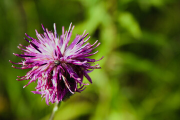 chaber łąkowy kwiat 