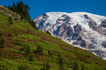 wild pink mountain heather and other wild flowers such as western anemone and Indian paintbrush scattered on the trails and meadows of mt.Rainier national park in Washington State .
