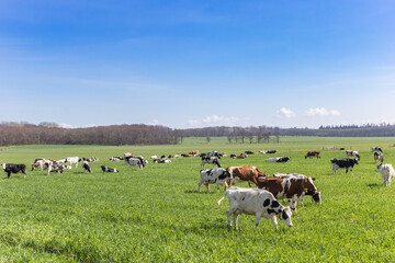 Group of Holstein cows in the hills of Gaasterland, Netherlands