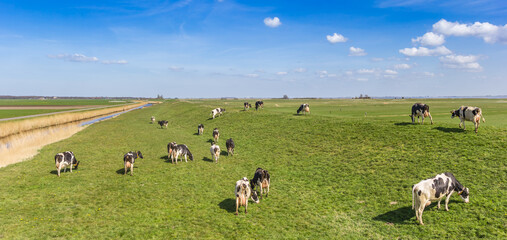 Panorama of cows on the dike at the IJsselmeer in Gaasterland, Netherlands