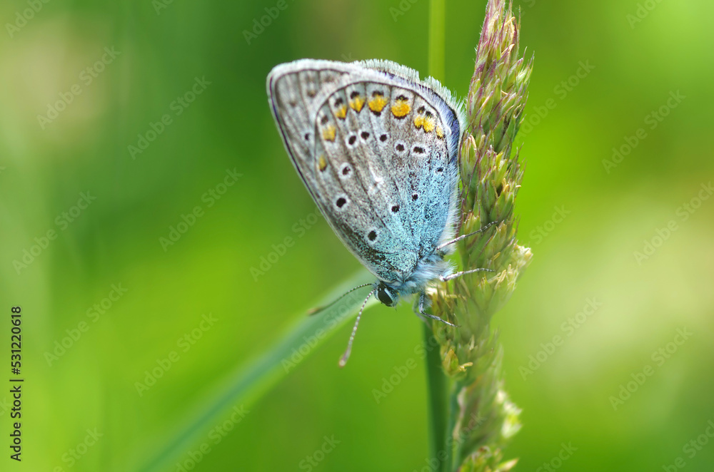 Wall mural Blue butterfly bruise on a leaf