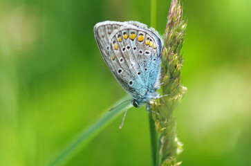 Blue butterfly bruise on a leaf