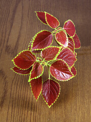 Coleus or Painted Nettles leaves onwooden background. Plectranthus scutellarioides, or Miana leaves or Coleus Scutellarioides, Coleus Blumei is herbs, species of flowering plant in the family of
